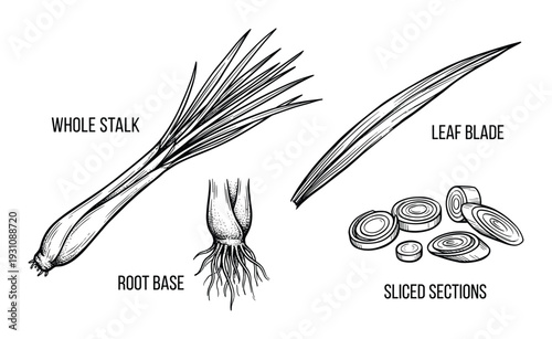 Lemongrass Stalk Vector Illustration, Leaf Blade, Root Base, and Sliced Sections Detailed Line Art