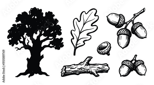 Oak tree drawing, oak leaf, acorns, branch, and log vector illustration