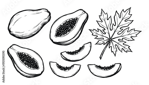 Papaya fruit drawing, with seeds, slices and a leaf, botanical illustration, tropical fruit vector line art.