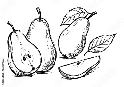 Pears Sketch Vector Illustration with Half Pear, Slice, and Leaves in Black and White Style