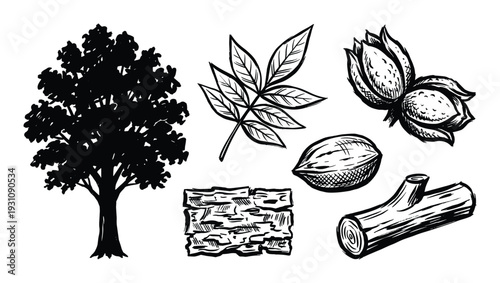 Pecan tree vector drawing illustration with leaf, nut, bark, wood elements sketch. Isolated pecan parts collection.