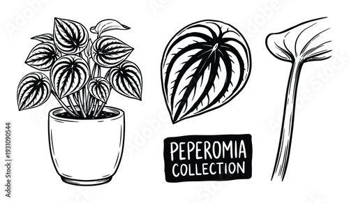 Peperomia plant collection vector illustration, potted plant with leaf drawing set, hand drawn style decorative plants