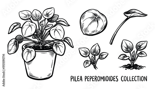 Pilea peperomioides collection vector illustration. Chinese money plant in pot and single leaf.
