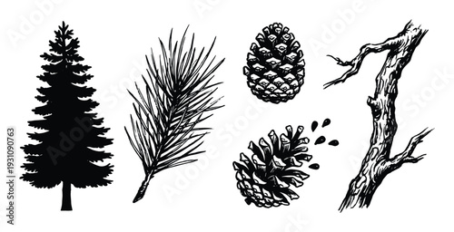 Pine tree vector elements with cone, needles, branch and tree trunk illustration in black and white for forest designs