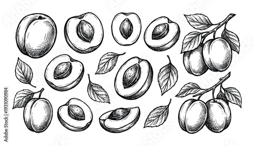 Plum sketches illustration with fruit halves, leaves and branches vector artwork