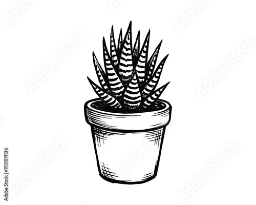 Potted Haworthia Zebra Plant Illustration, hand drawn style succulent plant, with black and white stripes in pot