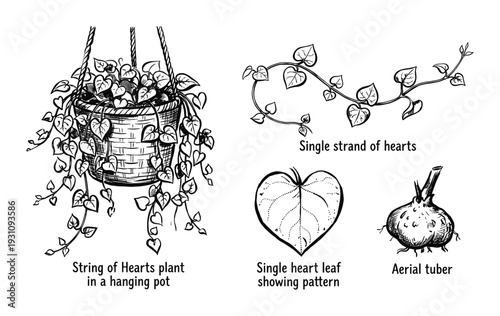 String of Hearts Plant Illustration, hanging pot, heart-shaped leaves, aerial tuber, single strand, line art drawing