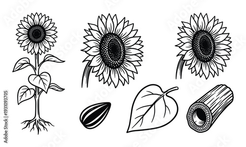 Sunflower Plant Life Cycle Stages: Sunflower, Seed, Leaf, and Stem Black and White Vector Illustration