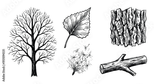 Tree with branches, leaf, seeds, bark and wood sketch illustration, hand drawn, line art botanical vector graphic