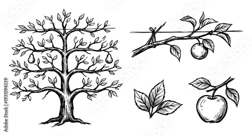 Tree with Apples and Pears Hand Drawn Sketch Vector Illustration Design
