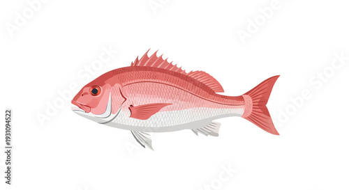 Red Grouper Fish Side.