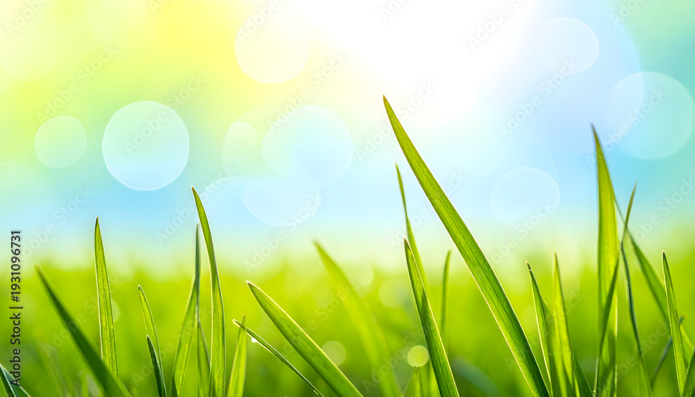 Fototapeta premium Fresh Grass Blades in Morning Sunlight