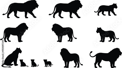 Lion and lioness silhouette collection with cubs in various poses isolated on white background, detailed wildlife animal vector illustration set