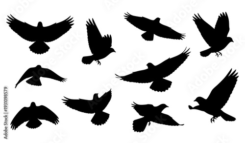 silhouettes of birds