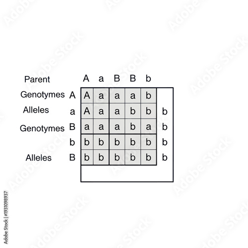 Punnett Square Genetic Diagram.