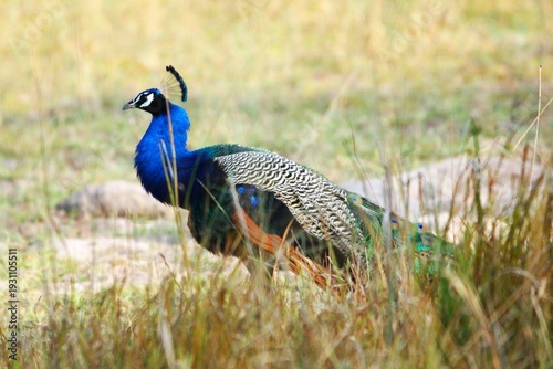 Peafowl