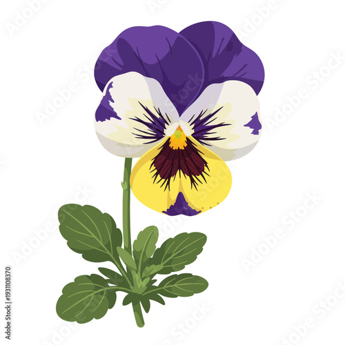 Schilderij op canvas Purple and Yellow Pansy Flower with Green Leaves, Isolated on White Background