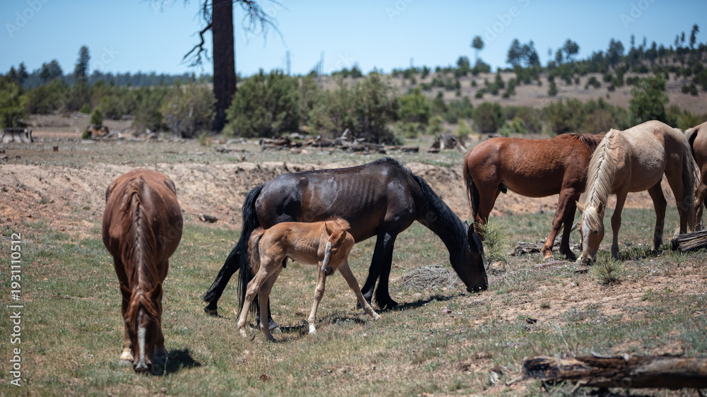 Obraz premium Wild horse chestnut baby colt next to his seal brown bay mare mother with his herd in the Mogollon Rim mountains near Heber Arizona United States