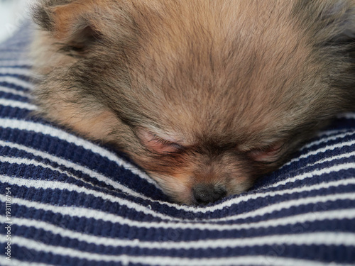 Quadro su tela 家のリビングで寝ている可愛いポメラニアンの子犬の様子