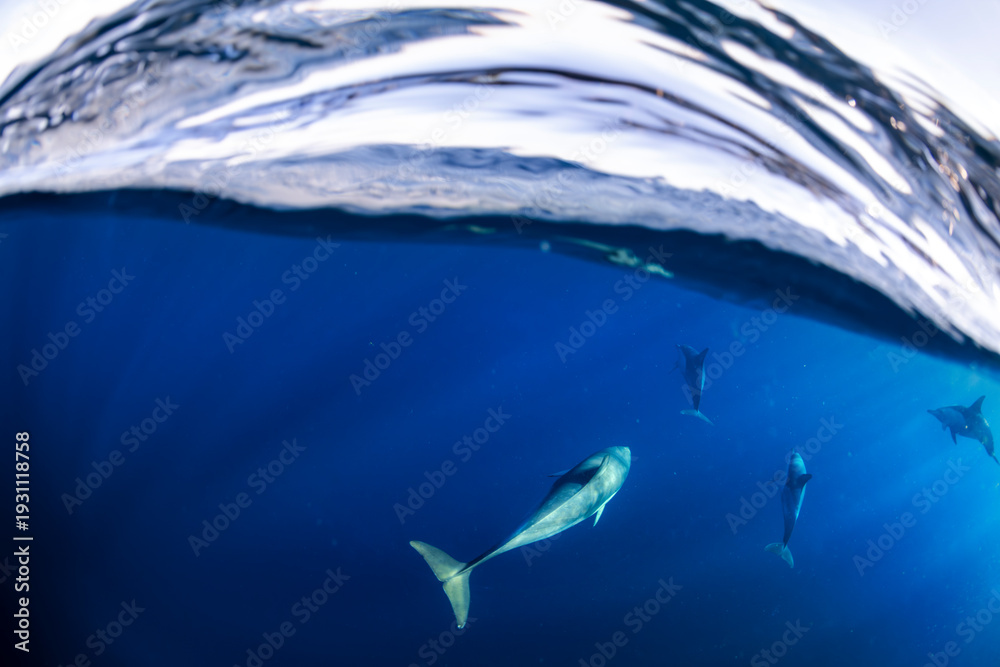 Obraz premium Common dolphins swimming just below the ocean surface off the east coast of Australia, with clear blue water and breaking wave above.