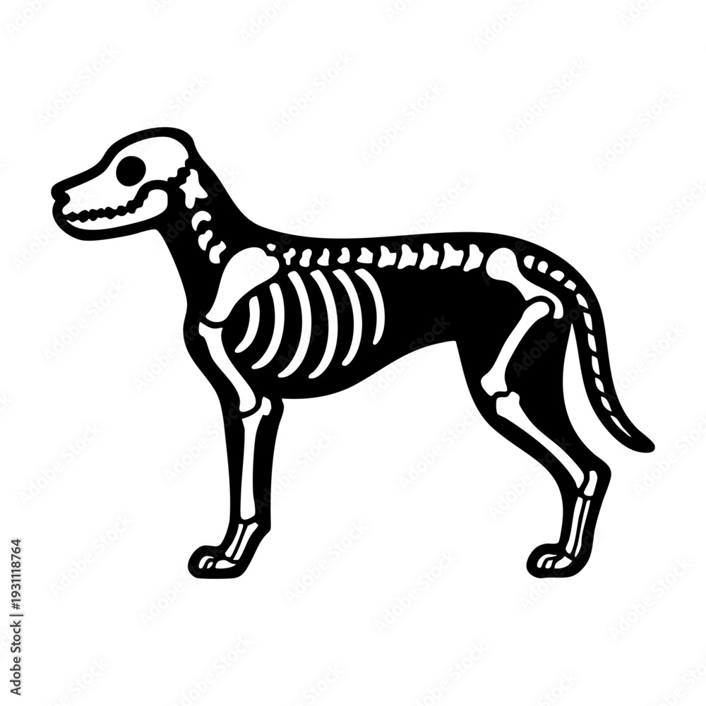 Fototapeta premium Dog skeleton full body, side view standing posture