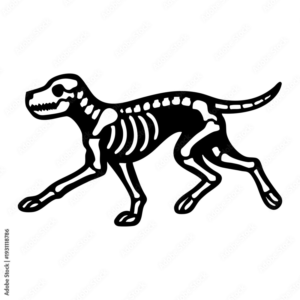 Obraz premium Dog skeleton running pose, extended legs, dynamic side view