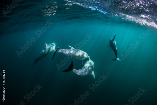 Common dolphins appearing to kiss underwater in the clear blue ocean off the coast of Australia, illuminated by sun rays beneath the surface.