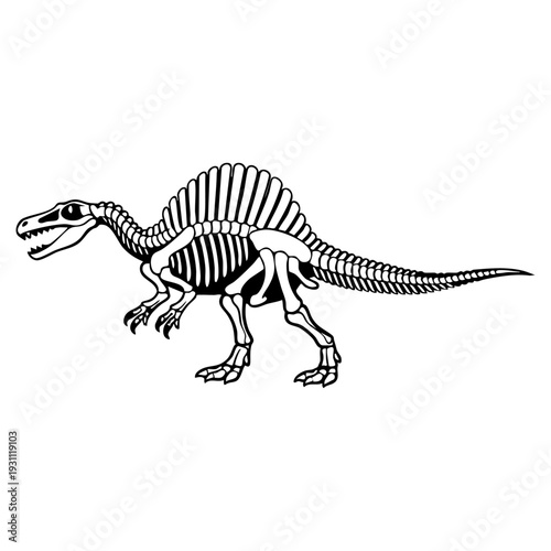 Spinosaurus skeleton, side view with sail spine detail