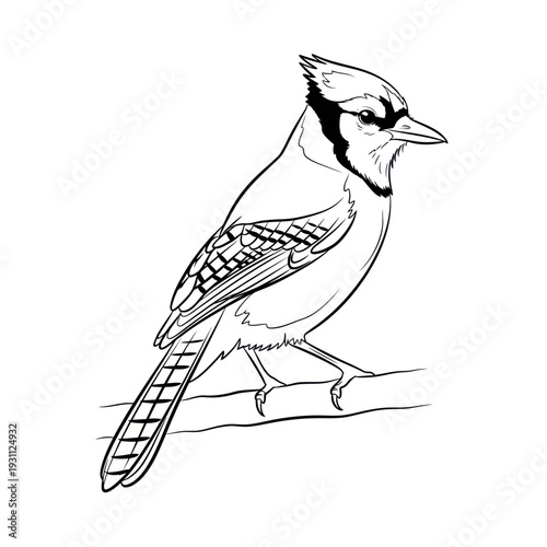Line Art Blue Jay Bird Perched on Branch - Black and White Illustration