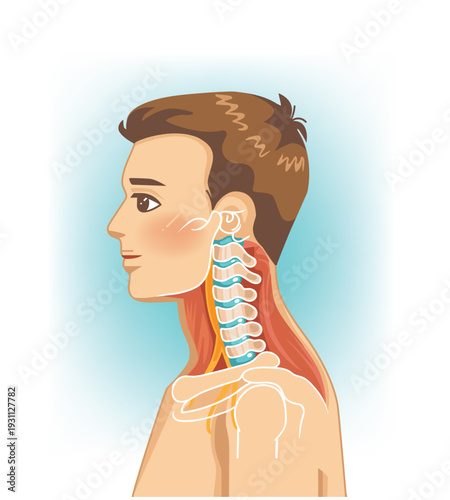 Cervical spine anatomy