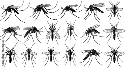 Mosquito silhouettes collection, flying insect poses set, pest control and disease vector illustration, detailed mosquito anatomy icons, black and white design
