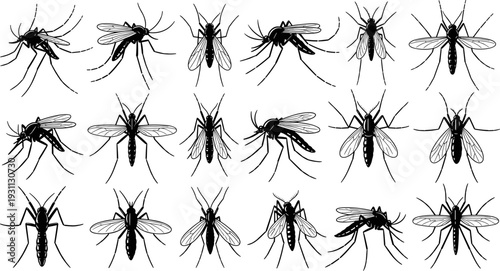 Mosquito silhouettes set, flying insect poses vector illustration, isolated black mosquito shapes collection for biology, medical, pest control, warning design projects