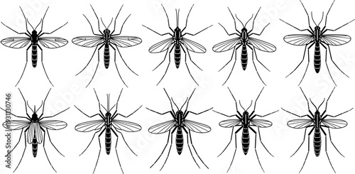 Mosquito silhouettes collection, detailed black vector illustration set showing insects top view, medical, biology, pest control, disease awareness design