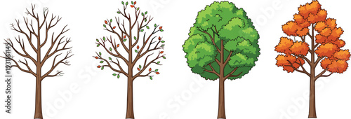 Set of four deciduous trees showing seasonal changes from bare winter branches to spring growth, lush summer greenery, and orange autumn fall foliage.