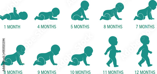 Baby growth stages vector illustration showing infant development milestones from one to twelve months crawling and walking silhouettes chart