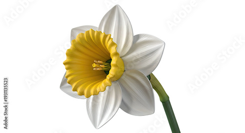Wallpaper Mural Detailed Daffodil Flower Torontodigital.ca
