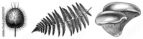 Hand drawn botanical specimens including burdock seed head, fern frond, and chanterelle mushroom, rendered in fine art, ideal for scientific or artistic reference.