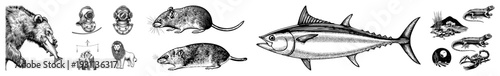 Classic engraved wildlife art featuring bear, tuna, rodents, reptiles, and scorpion, rendered in detailed art, ideal for tattoo or print design.