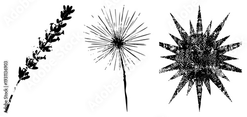 Lavender sprig, dandelion seed head, and starburst design, all in high contrast halftone style, ideal for graphic design or print.