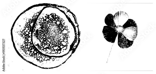 Botanical cell structure with nucleus and vacuole, scientific diagram, plant biology, educational graphic, microscopic view, flora study, botanical illustration.