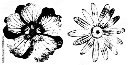 Artistic daisy and zinnia flowers rendered in, halftone strokes, graphic design elements, isolated botanical motifs.