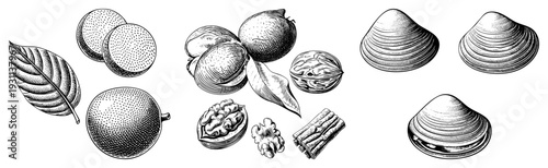 Classic engraved drawing of nuts, seeds, and clams with intricate textures, botanical accuracy, vintage engraving style, black and white illustration.