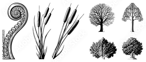 Ornamental fern unfurling, cattail reeds, bare deciduous trees, leafy canopy trees, stylized nature, vector flora designs.