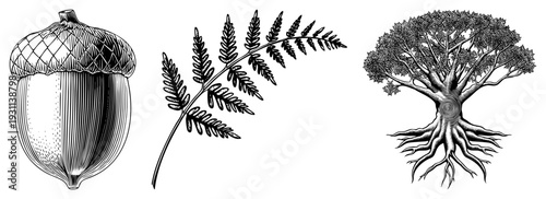 Detailed black and white botanical drawings of acorn, fern frond, and full tree with roots, vintage engraving style, nature study, scientific illustration, natural elements.