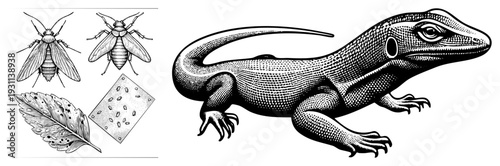 Scientific vector drawing of lizard, moth, cockroach, leaf with pests, and magnified insect eggs, halftone texture, entomology study, biological specimen.