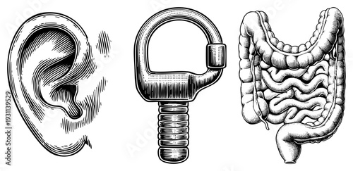 Detailed black and white art of human ear, metal eyelet, and intestines, rendered with hatching and stippling, ideal for medical or design projects.