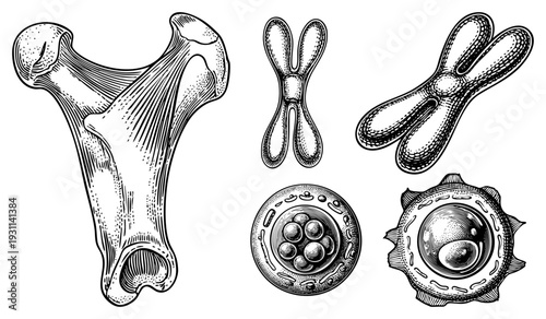 Detailed etched diagrams of human femur, X shaped chromosomes, and sections of cells with nuclei, rendered in classic scientific engraving style.