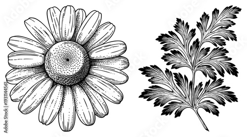 Detailed black and white botanical sketches of daisy flower and parsley leaf, vintage engraved style, herbal illustration, natural science art.