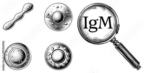 Immunological IgM antibody illustrated with magnifying glass, scientific medical diagram, lab research, biological marker, immune system component, antibody type, serum analysis tool.