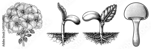 Detailed botanical sketches of hydrangea bloom, germinating seedling, and mushroom cap, rendered in halftone and art, ideal for educational or design use.